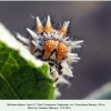 melitaea didyma larva7 buruny2b